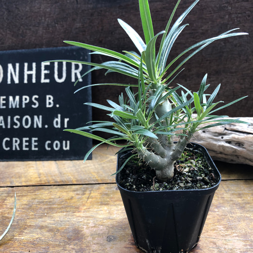 パキポデューム グラキリス♡塊根植物♡多肉植物♡コーデックス アート