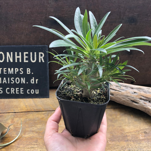 パキポデューム グラキリス♡塊根植物♡多肉植物♡コーデックス アート