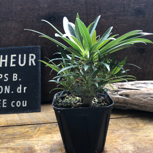 パキポデューム グラキリス♡塊根植物♡多肉植物♡コーデックス アート