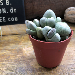 割れ卵♡帝玉♡プレイオスピロス♡多肉植物♡ネリー♡ リース パリ