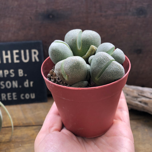 割れ卵♡帝玉♡プレイオスピロス♡多肉植物♡ネリー♡ リース パリ