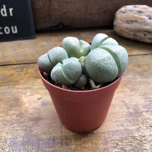 割れ卵♡帝玉♡プレイオスピロス♡多肉植物♡ネリー♡ リース パリ