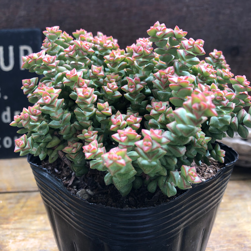 数珠星♡多肉植物♡クラッスラ♡インテリア アートフラワー パリ