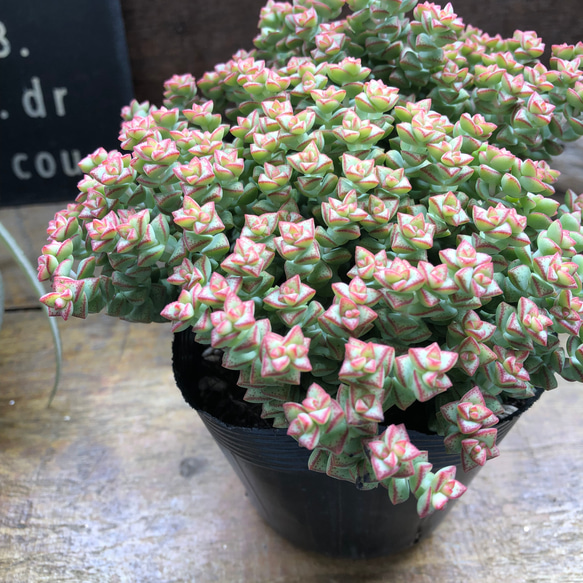 数珠星♡多肉植物♡クラッスラ♡インテリア アートフラワー パリ