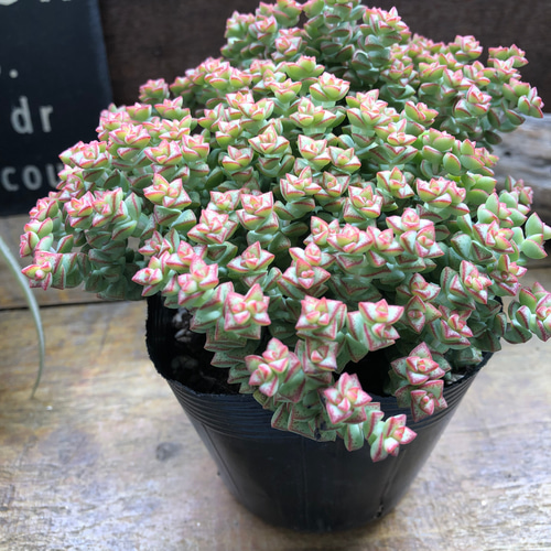数珠星♡多肉植物♡クラッスラ♡インテリア アートフラワー パリ