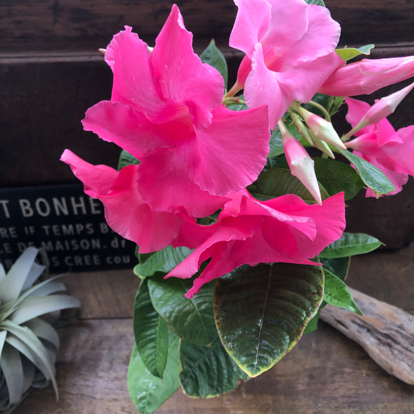 マンデビラ ローズジャイアント ♡ピンク花♡つる性 大輪 夏の花 緑の