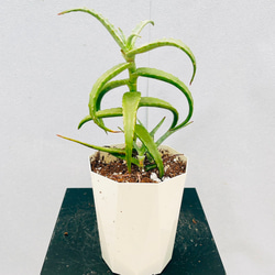在庫］エスキナンサス マルモラタス 5号 観葉植物 室内 吊り下げ