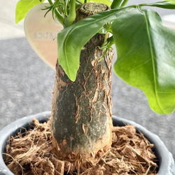 朴仕立て♪ 極太　パキラ　セメント鉢  受け皿付  観葉植物 インテリア 4枚目の画像