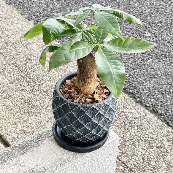 朴仕立て♪ 極太　パキラ　セメント鉢  受け皿付  観葉植物 インテリア 1枚目の画像