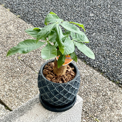 朴仕立て♪ 極太　パキラ　セメント鉢  受け皿付  観葉植物 インテリア 2枚目の画像