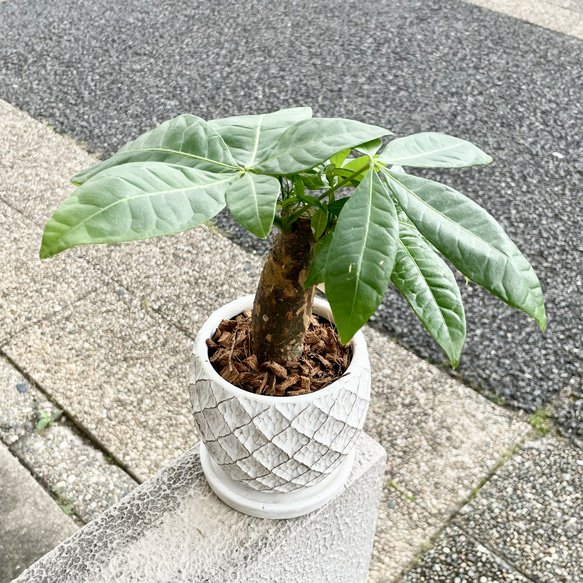朴仕立て♪ 極太　パキラ　セメント鉢  受け皿付  観葉植物 インテリア 7枚目の画像