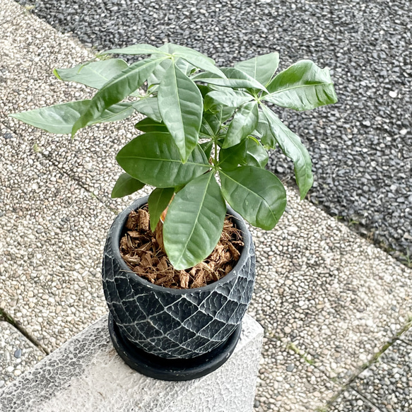 朴仕立て♪ 極太　パキラ　セメント鉢  受け皿付  観葉植物 インテリア 3枚目の画像