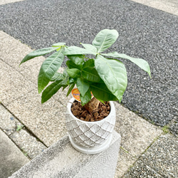朴仕立て♪ 極太　パキラ　セメント鉢  受け皿付  観葉植物 インテリア 9枚目の画像