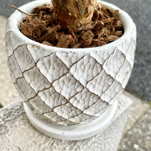 朴仕立て♪ 極太　パキラ　セメント鉢  受け皿付  観葉植物 インテリア 11枚目の画像