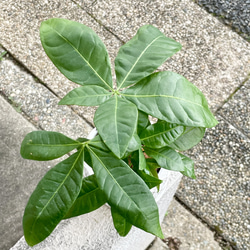朴仕立て♪ 極太　パキラ　セメント鉢  受け皿付  観葉植物 インテリア 10枚目の画像