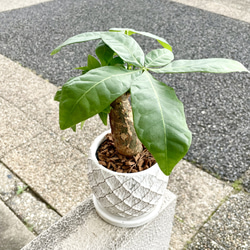 朴仕立て♪ 極太　パキラ　セメント鉢  受け皿付  観葉植物 インテリア 8枚目の画像
