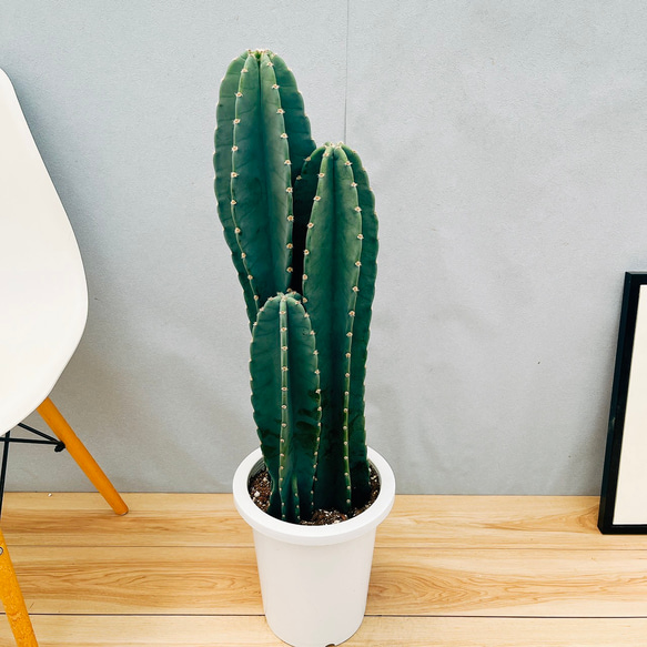 柱サボテン 鬼面角 3本セット 3 柱サボテン 鬼面角 3本セット 観葉植物 多肉植物 親子サボテン