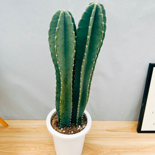 現品］9番 柱サボテン 鬼面角 3本立て 8号 観葉植物 多肉植物 かわいい