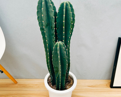 ［現品］8番　柱サボテン　鬼面角 3本立て　8号　観葉植物　多肉植物 現品］☆おしゃれ☆ 30番 柱サボテン 鬼面角 ブランチ 8号 観葉