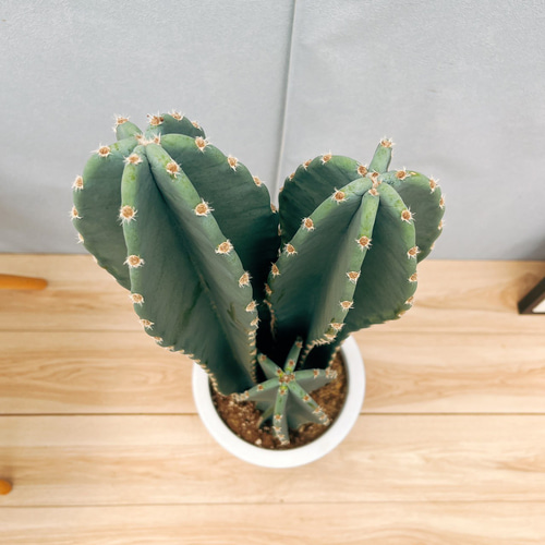 ［現品］☆人気☆ 9番　柱サボテン　鬼面角 3本立て　8号　大型　多肉植物 現品］9番 柱サボテン 鬼面角 3本立て 8号 観葉植物 多肉植物