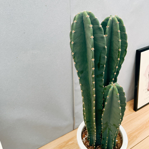 現品　サボテン　柱サボテン　ブランチ　鬼面角　9番　ドライガーデン　観葉植物 現品☆おすすめ☆ 柱サボテン 花芽付き鬼面角 ブランチ 9号 観葉