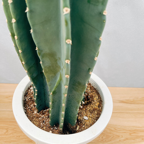 現品］9番 柱サボテン 鬼面角 3本立て 8号 観葉植物 多肉植物