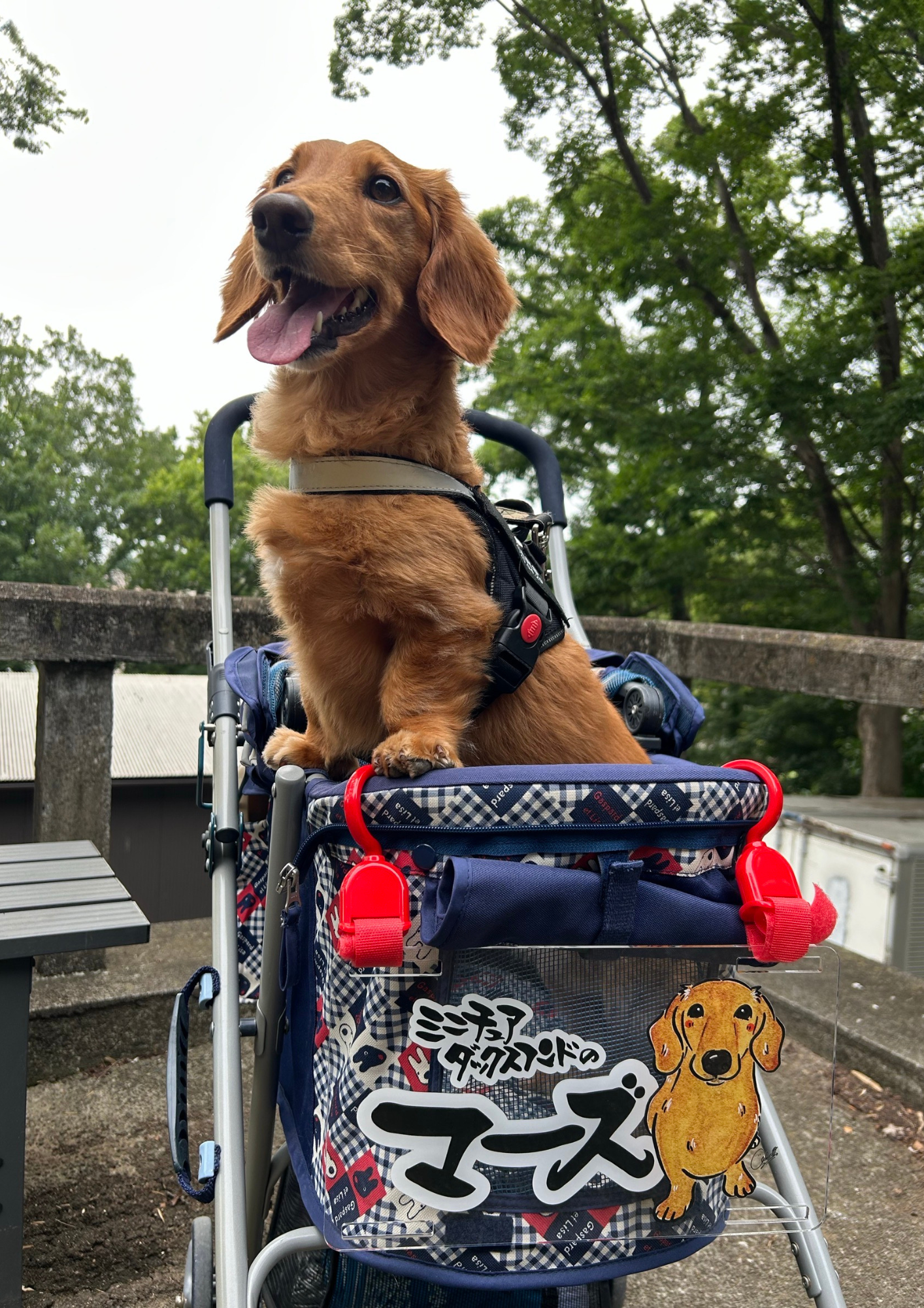 うちの子カートプレート・飼い主用名札 セット