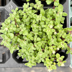 ミルクゥージ セダム 多肉植物 その他素材 プクニク 通販 9823160