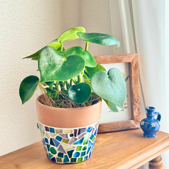 現品限り】大人気 鉢付き ペペロミアジェイト ハート グリーン 観葉