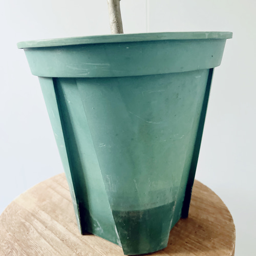 【特A品】オリーブ チプレッシーノ Lサイズ 観葉植物 calm cafe 特A品】オリーブ チプレッシーノ Lサイズ 観葉植物 calm cafe