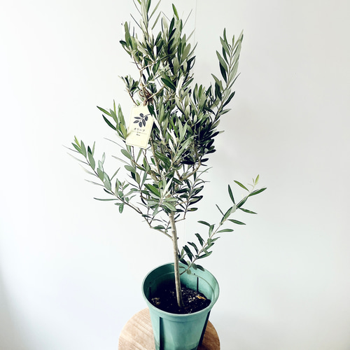 【特A品】オリーブ チプレッシーノ Lサイズ 観葉植物 calm cafe 特A品】オリーブ チプレッシーノ Lサイズ 観葉植物 calm cafe