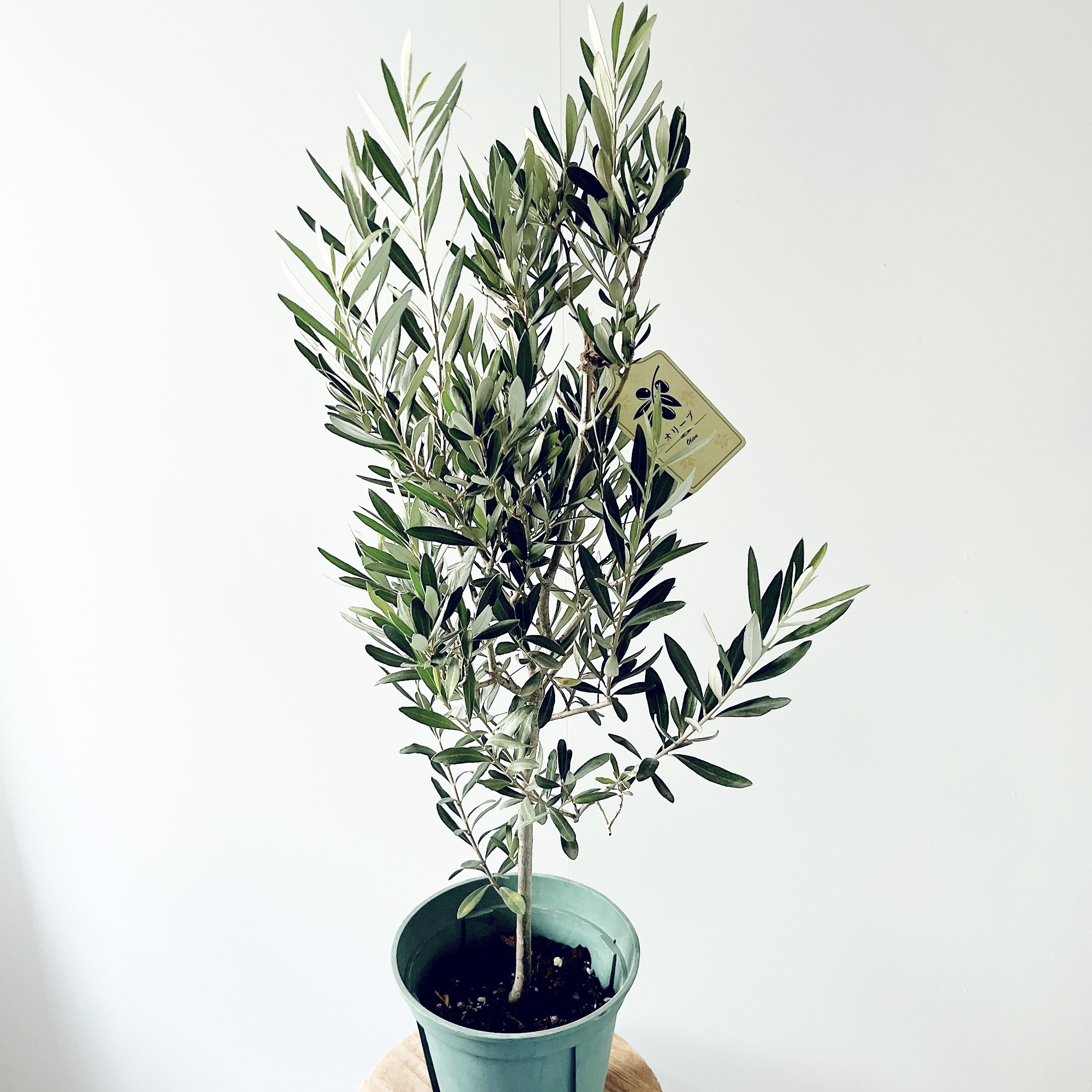 【特A品】オリーブ チプレッシーノ Lサイズ 観葉植物 calm cafe 特A品】オリーブ チプレッシーノ Lサイズ 観葉植物 calm cafe