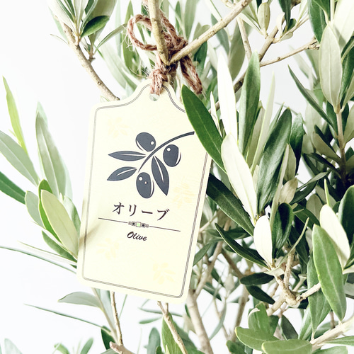 特A品】オリーブ チプレッシーノ Lサイズ 観葉植物 calm cafe 多肉植物