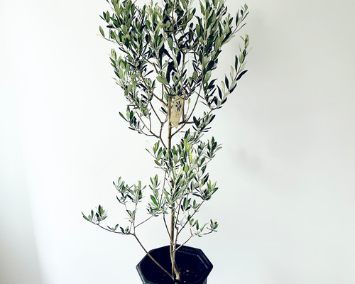 暑さに強い》オリーブ アルベキナ アルベキーナ Lサイズ 観葉植物 calm
