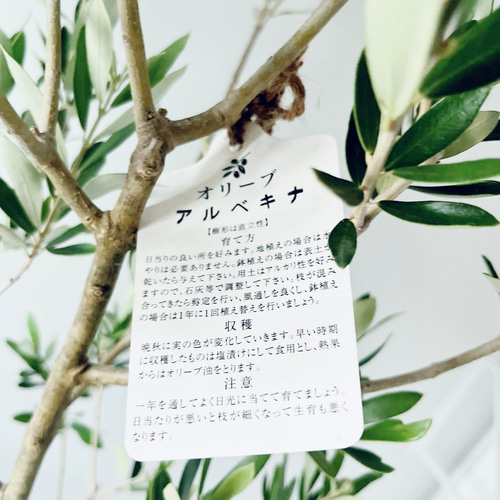 暑さに強い》オリーブ アルベキナ アルベキーナ Lサイズ 観葉植物 calm