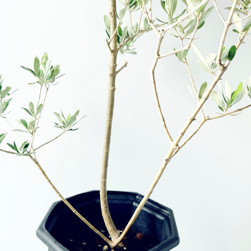 暑さに強い》オリーブ アルベキナ アルベキーナ Lサイズ 観葉植物 calm