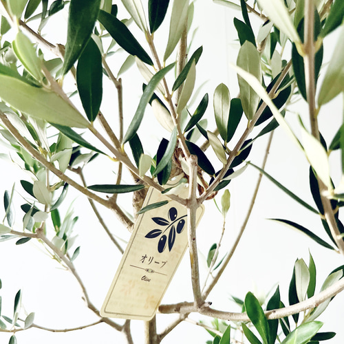 美しい樹形 オリーブ アルベキーナ 観葉植物 calm cafe 大型 室内 美しい樹形 オリーブ アルベキーナ 観葉植物 calm cafe 大型 室内