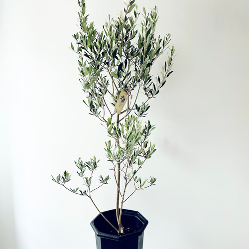 暑さに強い》オリーブ アルベキナ アルベキーナ Lサイズ 観葉植物 calm