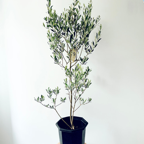 暑さに強い》オリーブ アルベキナ アルベキーナ Lサイズ 観葉植物 calm
