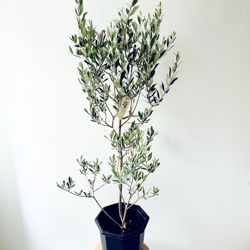 暑さに強い》オリーブ アルベキナ アルベキーナ Lサイズ 観葉植物 calm