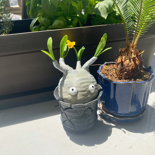 数量限定】妖精パキポン✖︎ヒビ鉢付き！｜パキポディウムグラキリス風