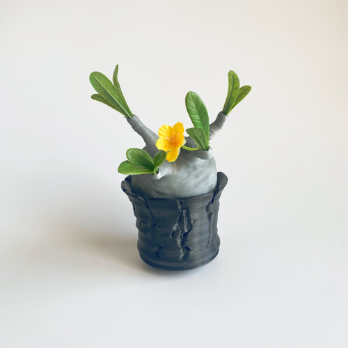 ポポ　パキポン　ヒビ鉢　グラゴイル　計8000円 ポポ パキポン ヒビ鉢 グラゴイル 計8000円 ポポ パキポン ヒビ