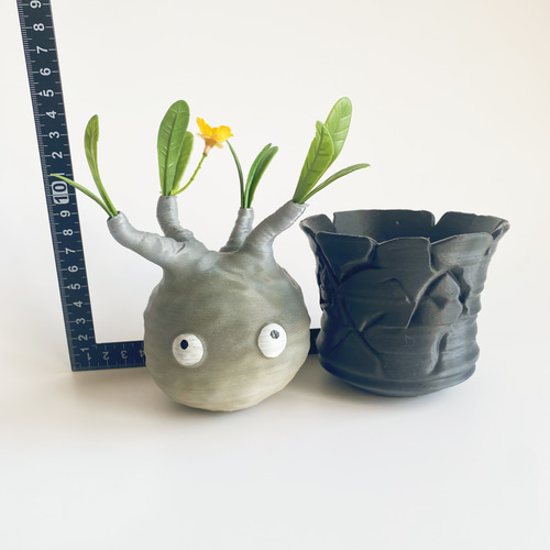 数量限定】妖精パキポン✖︎ヒビ鉢付き！｜パキポディウムグラキリス風