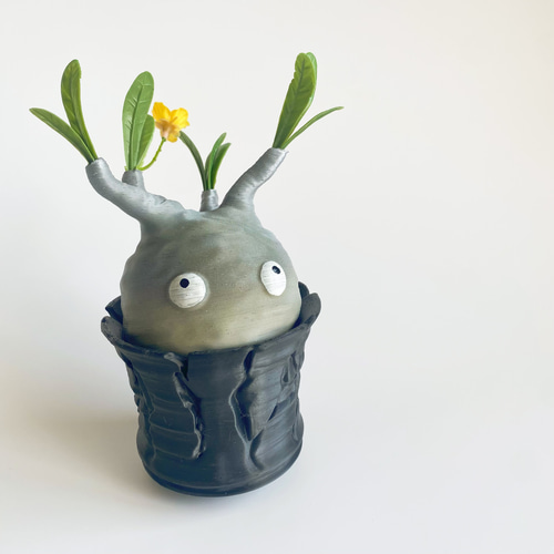 数量限定】妖精パキポン✖︎ヒビ鉢付き！｜パキポディウムグラキリス風