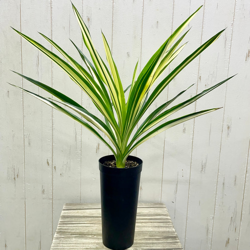 光をまとう美しい葉姿 ユッカ・エレファンティペス 斑入り〈ロング鉢