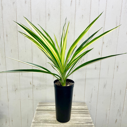 斑入り　ユッカ　エレファンティペス　Yucca 観葉植物　塊根植物　多肉植物　ビザールプランツ　レアプランツ　ガーデニング　植物　グリーン　趣味　盆栽　葉　花　庭　草　インテリア　おしゃれ　飾り　園芸　 ユッカ エレファンティペス 観葉植物 Yucca 塊根植物 ビザールプランツ