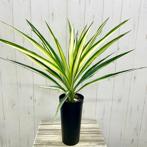 ［現品］1番　ユッカ　エレファンティペス　斑入り　10号　観葉植物　室内　大型 yucca104.jpg ユッカ