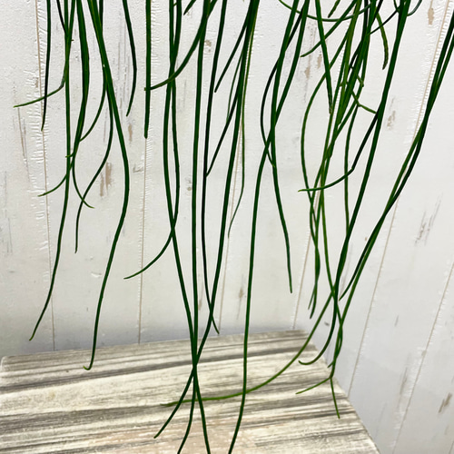 リプサリス　プニセオディスクス　5号　吊り鉢 楽天市場】リプサリス・プニセオディスカス観葉植物 多肉植物