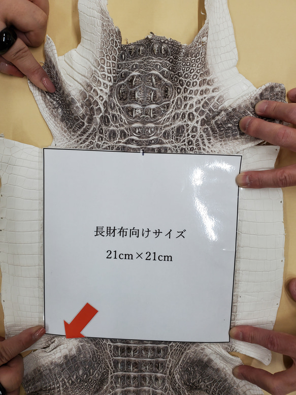 【いなご様専用商品】ワニ革 クロコ 背ワニ ホーンバック ヒマラヤ No.C008581 1枚目の画像