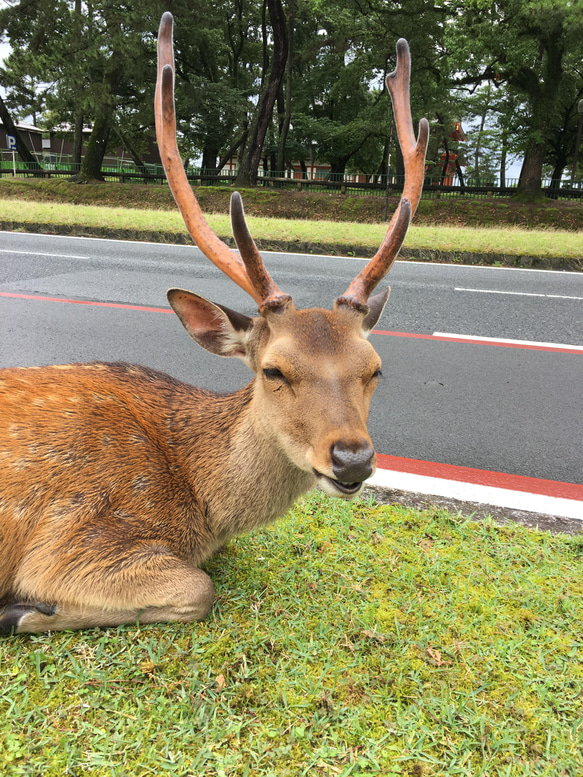 衿裏・居敷あて（ 単衣 用 、正絹 ） 1枚目の画像